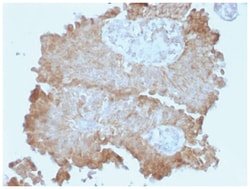 FAT2 Mouse anti-Human, Clone-8C5, Novus Biologicals:Antibodies:Primary
