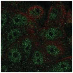 FBP2 Antibody, Novus Biologicals:Antibodies:Primary Antibodies