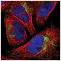 FbxL12 Antibody, Novus Biologicals 100 &mu;L | Buy Online | Novus Biologicals | Fisher Scientific