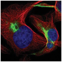 FBXL19 Antibody, Novus Biologicals:Antibodies:Primary Antibodies