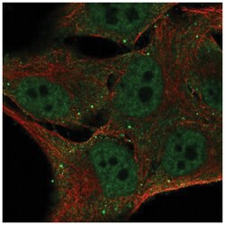 FBXO16 Antibody, Novus Biologicals:Antibodies:Primary Antibodies
