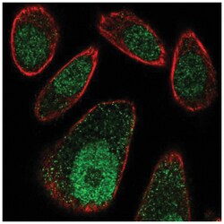 FBXO27 Antibody, Novus Biologicals:Antibodies:Primary Antibodies