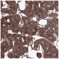 FBXW11 Antibody, Novus Biologicals 100 &mu;L | Buy Online | Novus Biologicals | Fisher Scientific
