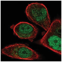 FCHO1 Antibody, Novus Biologicals:Antibodies:Primary Antibodies