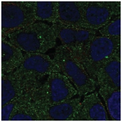 FCHO2 Antibody, Novus Biologicals:Antibodies:Primary Antibodies