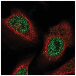 FEM1C Antibody, Novus Biologicals:Antibodies:Primary Antibodies