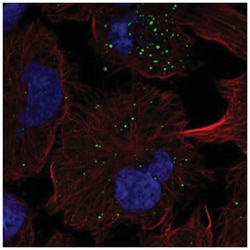 FGFR5/FGFRL1 Antibody, Novus Biologicals:Antibodies:Primary Antibodies