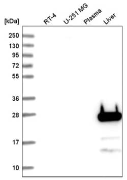 FGF-5 Antibody, Novus Biologicals 100&mu;L; Unlabeled:Antibodies, Polyclonal