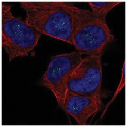 FGF14 Antibody, Novus Biologicals 25 &mu;L; Unconjugated:Antibodies, Polyclonal