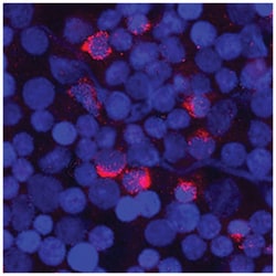 Human FGFBP2 Antibody, R D Systems:Antibodies:Primary Antibodies