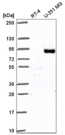 FIG4 Rabbit anti-Human, Polyclonal, Novus Biologicals 100&mu;L; Unlabeled:Antibodies,