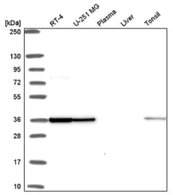 FIP1L1 Antibody, Novus Biologicals:Antibodies:Primary Antibodies