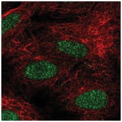 FIZ1 Antibody, Novus Biologicals 100&mu;L; Unlabeled:Antibodies, Polyclonal