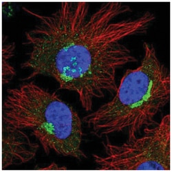 FKBP9 Antibody, Novus Biologicals:Antibodies:Primary Antibodies