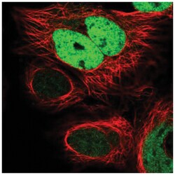 FKBPL Antibody, Novus Biologicals:Antibodies:Primary Antibodies