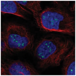 FLASH Antibody, Novus Biologicals 25 &mu;L, Unlabeled:Antibodies, Polyclonal