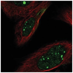 FLI1 Antibody, Novus Biologicals:Antibodies:Primary Antibodies