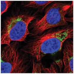 FLJ21963 Antibody, Novus Biologicals:Antibodies:Primary Antibodies