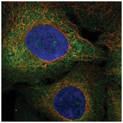 Flt-3/Flk-2/CD135 Antibody, Novus Biologicals 100&mu;L; Unlabeled:Antibodies,