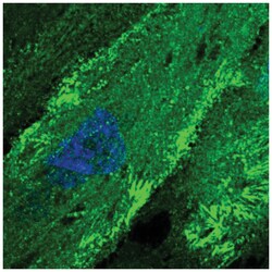 FMN2 Antibody, Novus Biologicals 100&mu;L; Unlabeled:Antibodies, Polyclonal