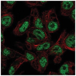 FOXA3 Antibody, Novus Biologicals 100&mu;L; Unlabeled:Antibodies, Polyclonal
