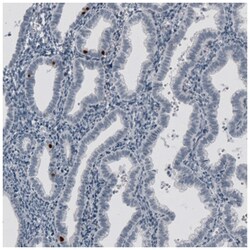 FoxJ1/HFH4 Antibody (CL3989), Novus Biologicals 100&mu;L; Unlabeled:Antibodies,