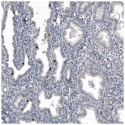 FoxJ1/HFH4 Antibody (CL3991), Novus Biologicals 100&mu;L; Unlabeled:Antibodies,