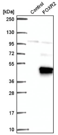 FOXR2 Antibody, Novus Biologicals 100&mu;L; Unlabeled:Antibodies, Polyclonal