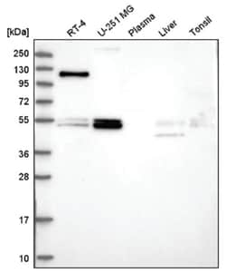 FOXRED1 Antibody, Novus Biologicals:Antibodies:Primary Antibodies