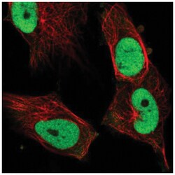 FRA-1/FOSL1 Antibody, Novus Biologicals 25 &mu;L, Unlabeled:Antibodies,