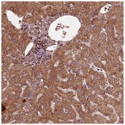 Frataxin Antibody, Novus Biologicals:Antibodies:Primary Antibodies