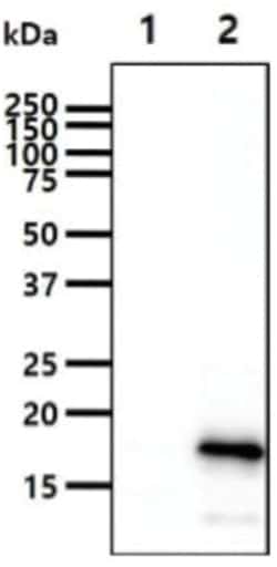 Frataxin Mouse anti-Human, Clone: 1.00E+12, Novus Biologicals 50 &mu;L | Buy Online | Novus Biologicals | Fisher Scientific