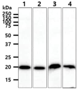 Frequenin Mouse anti-Human, Clone: 11B8, Novus Biologicals:Antibodies:Primary