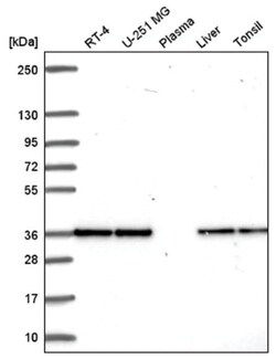 Fructosamine-3-kinase-related Antibody, Novus Biologicals 25 &mu;L; Unconjugated:Antibodies,