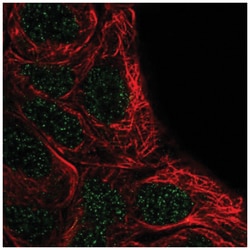 FSBP Antibody, Novus Biologicals 100&mu;L; Unlabeled:Antibodies, Polyclonal