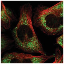 FXR1 Antibody, Novus Biologicals:Antibodies:Primary Antibodies
