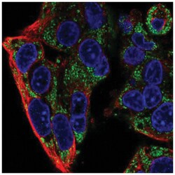FXYD2 Antibody, Novus Biologicals:Antibodies:Primary Antibodies