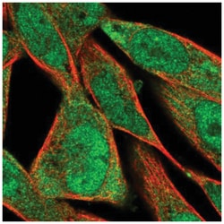 FXYD6 Antibody, Novus Biologicals:Antibodies:Primary Antibodies