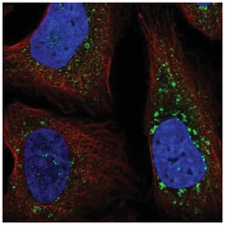 FYCO1 Antibody, Novus Biologicals:Antibodies:Primary Antibodies
