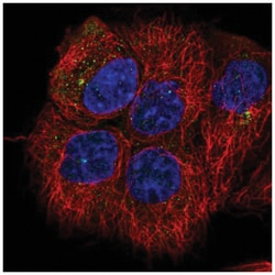 G protein alpha inhibitor 1 Antibody, Novus Biologicals 100&mu;L; Unlabeled:Antibodies,