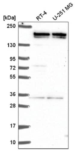 G9a/EHMT2 Antibody, Novus Biologicals 25 &mu;L:Antibodies, Polyclonal