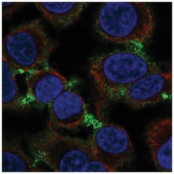 GABA-AR alpha 5 Antibody, Novus Biologicals 25 &mu;L, Unlabeled:Antibodies,