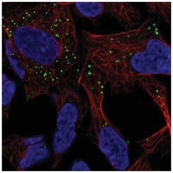 GABARAPL1 Antibody, Novus Biologicals:Antibodies:Primary Antibodies