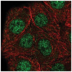 Gabpb2 Antibody, Novus Biologicals:Antibodies:Primary Antibodies
