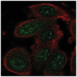 GADD45 alpha Antibody, Novus Biologicals:Antibodies:Primary Antibodies