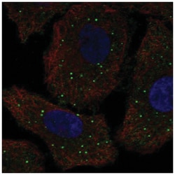 GALNT9 Antibody, Novus Biologicals:Antibodies:Primary Antibodies