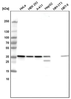 GAPDH Antibody (CL3265), Novus Biologicals 25 &mu;L; Unlabeled:Antibodies,