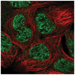 Gas1 Antibody, Novus Biologicals 100&mu;L; Unlabeled:Antibodies, Polyclonal