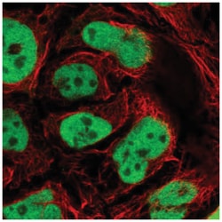 GATA-6 Antibody, Novus Biologicals:Antibodies:Primary Antibodies