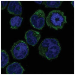 GCSAML Antibody, Novus Biologicals 100&mu;L; Unlabeled:Antibodies, Polyclonal